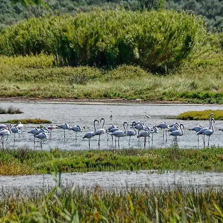 Stylish Privet Poolside